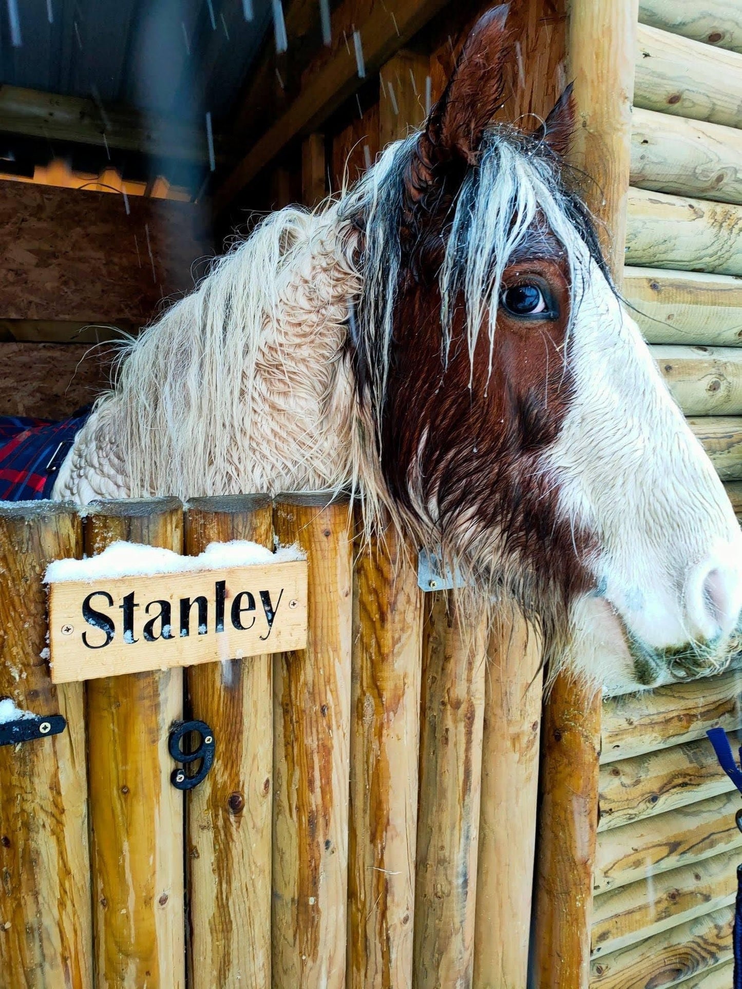 Personalised Horse Stable/Stall Name Sign - Britannic Bold